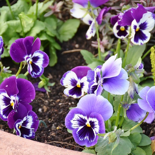 planting