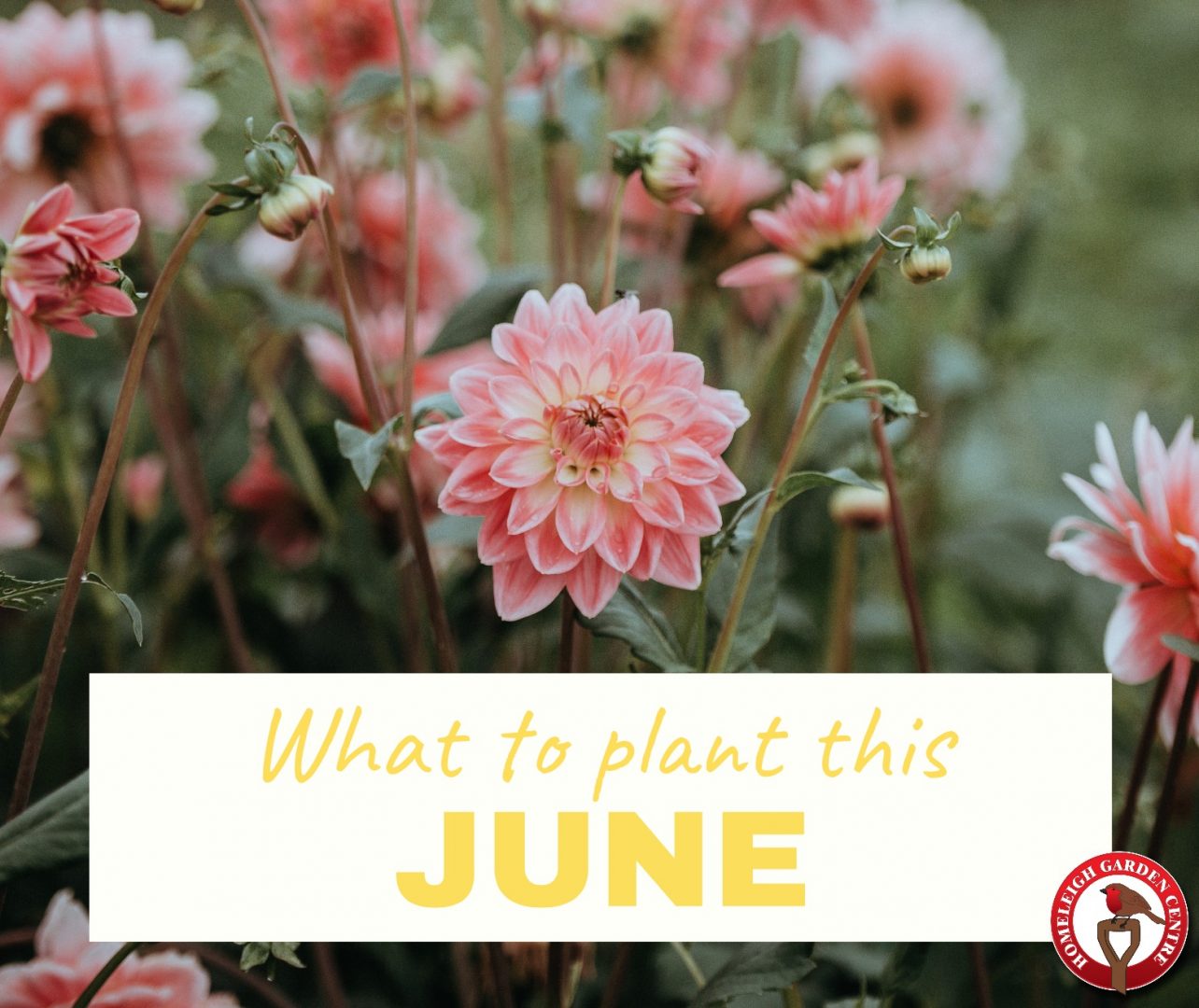 What to plant this June
