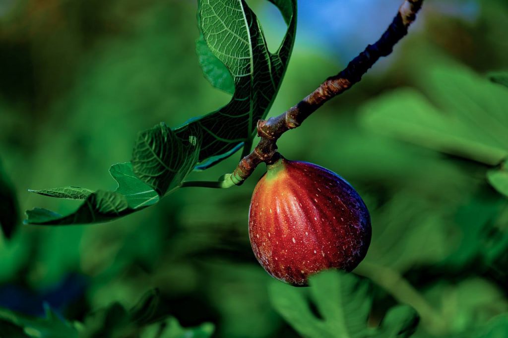 HOW TO CARE FOR YOUR FIG TREE • Homeleigh Garden Centres