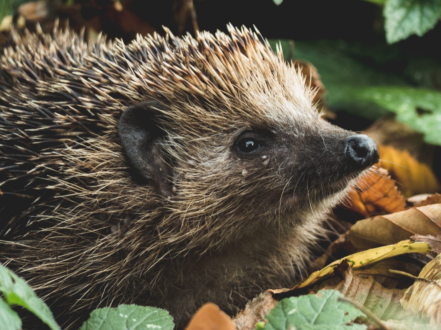 How To Encourage Hedgehogs Into Your Garden Homeleigh Garden Centres