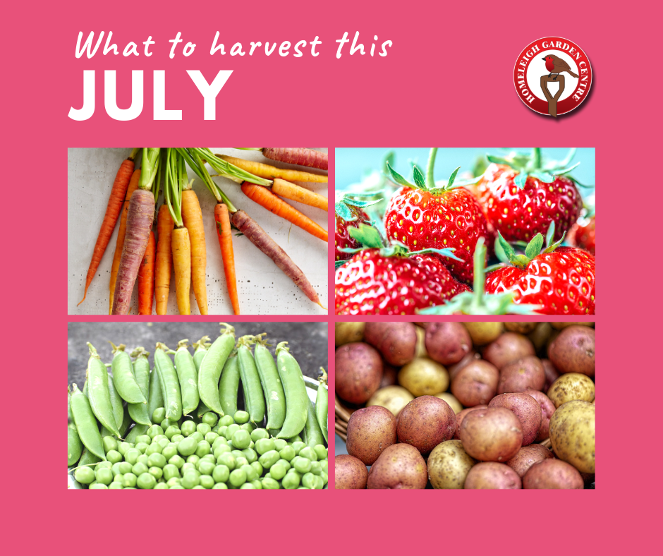 What to harvest this July
