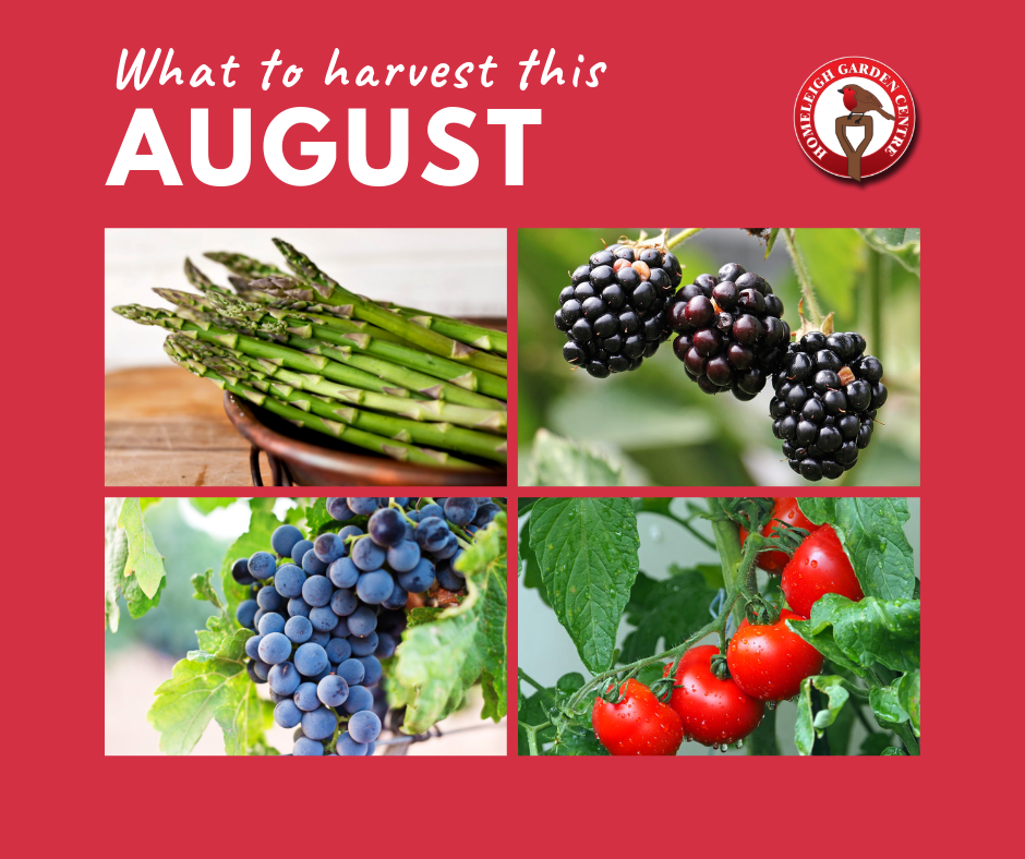 What to harvest this August