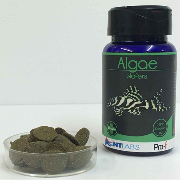 NT Labs Algae Wafers