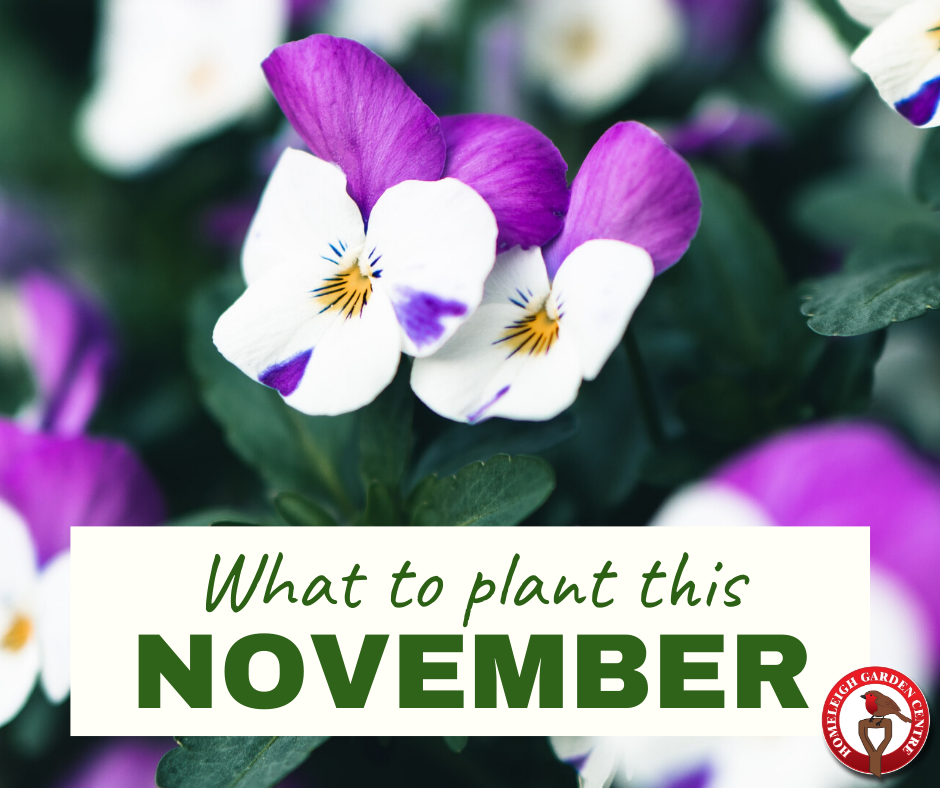what-to-plant-this-november-homeleigh-garden-centres