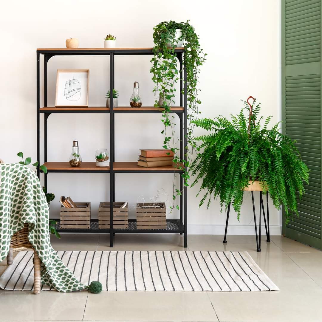 HOUSEPLANTS FOR SMALL ROOMS