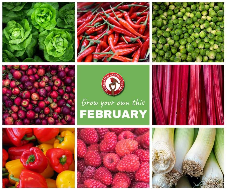 grow your own this feb
