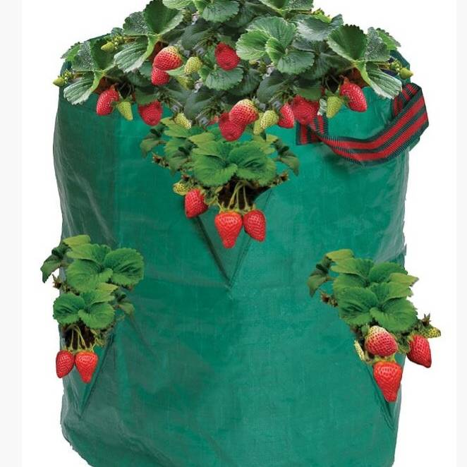 Garland Strawberry/Herb Growing Bag - Green (38x18cm)