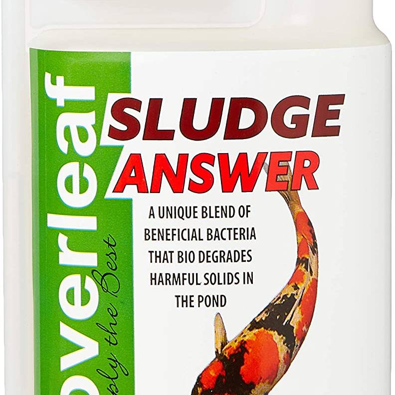 Pond • Homeleigh Garden Centres