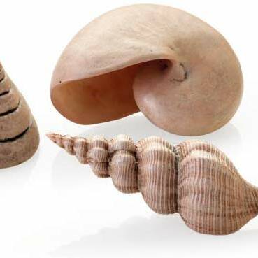 Oase biOrb Sea Shell Set 3 Natural (48355)
