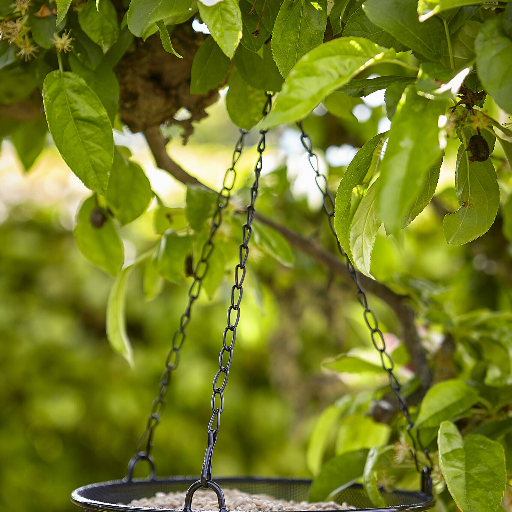 Tom chambers Hanging Tray