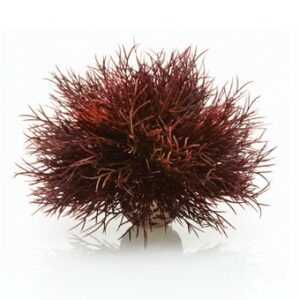 Oase BiOrb Aquatic Sea Lily Crimson (46077)