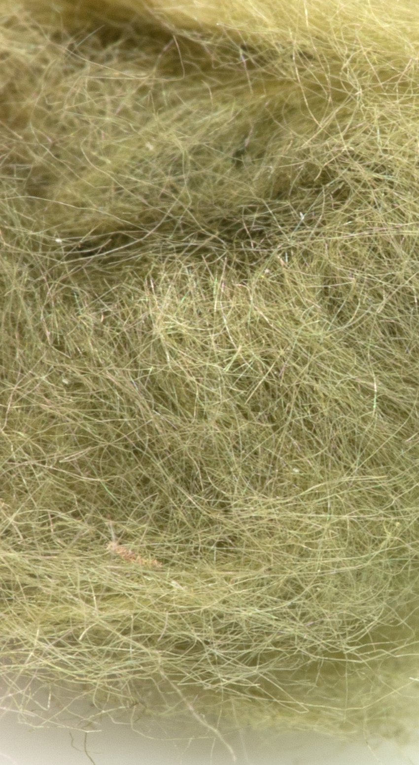 Semperfli Kapok Dubbing BWO