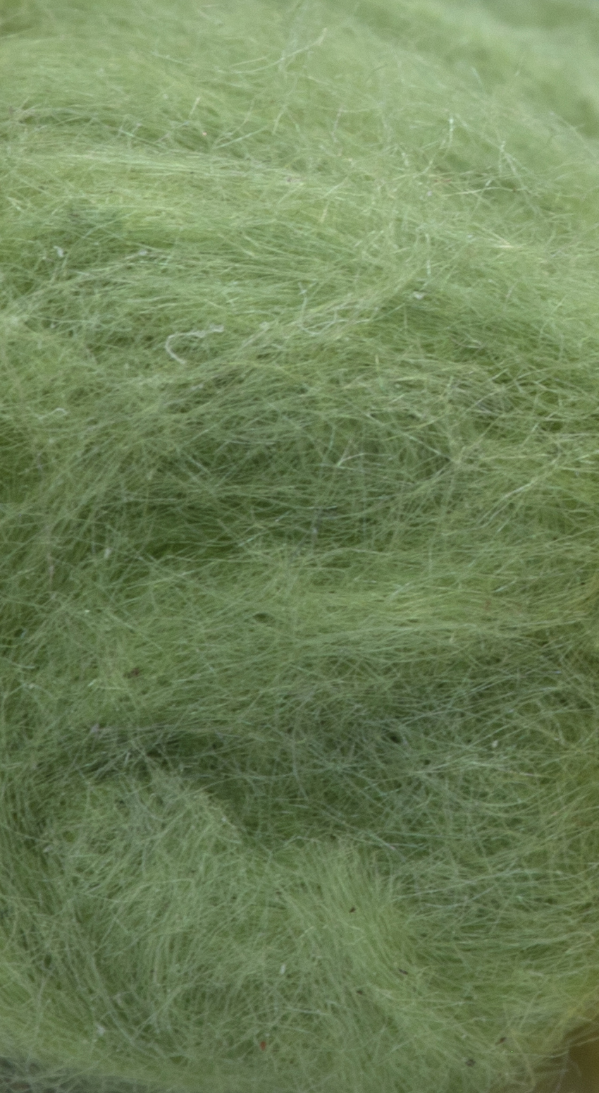 Semperfli Kapok Dubbing Caddis Green